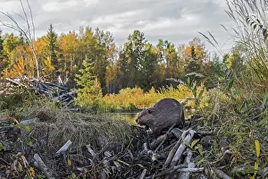 Beavers: North American Beaver (Castor canadensis) working