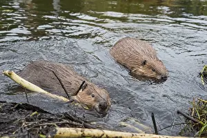 Beavers: Two North American Beaver (Castor canadensis) working