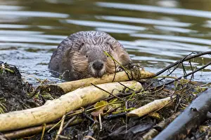Beavers: North American Beaver (Castor canadensis) working