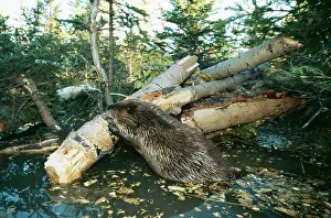 Gnawing: North AMERICAN BEAVER - gnawing on branch to make a dam
