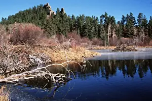 Lodge: North American BEAVER - pond showing beaver lodge and dam