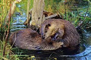 North American Beavers