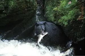 Geoff Trinder: North American Black BEAR - catching salmon