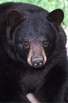 Mary Clay: North American Black BEAR - close up of face