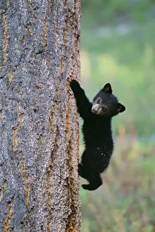 Firs: North American Black BEAR - cub climbing Douglas Fir tree