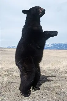 Rearing: North American Black BEAR - ON HIND LEGS