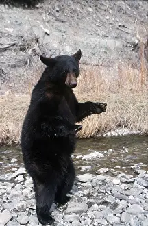 Rearing: North American Black BEAR - on hind legs