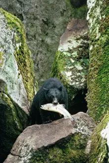 Salmons: North American Black BEAR - with salmon in mouth