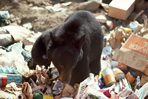 Dumps: North American Black BEAR - scavenging in rubbish