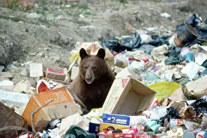 Cinnamomum: North American Black / Cinnamon BEAR - scavenging in rubbish