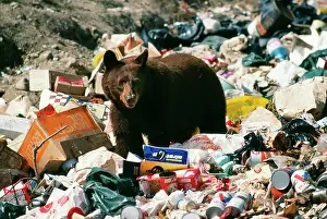 Cinnamomum: North American Black / Cinnamon BEAR - scavenging in rubbish