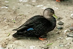 Rubripes: North American Black Duck
