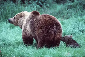 Bottoms: North American BROWN BEAR - ADULT AND YOUNG