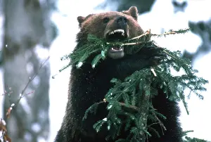 Biting: North American brown BEAR - collecting foliage for den