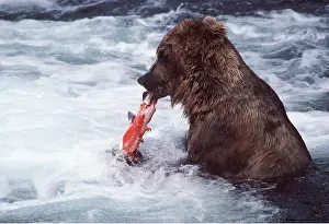 Biting: North American BROWN BEAR - fishing for salmon