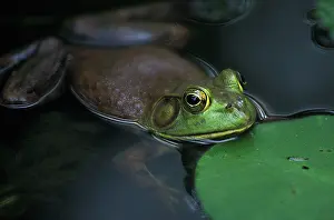Catesbeiana: North American Bullfrog
