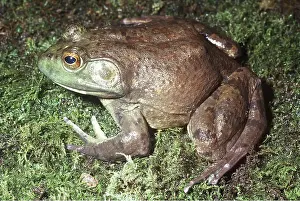 Ken Lucas: North American Bullfrog