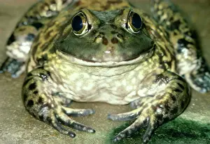 Mouths: North American Bullfrog