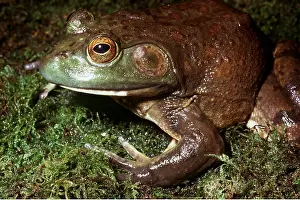 Ken Lucas: North American Bullfrog - close up of face
