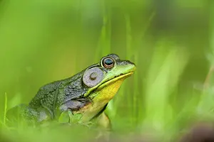 Leech: North american Bullfrog beside a pond with leeches