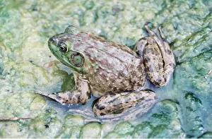 Bonnie Weisser: North American Bullfrog - showing ear