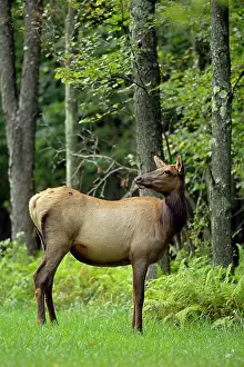 Wapitis: North American Elk / Wapiti female during rutting season