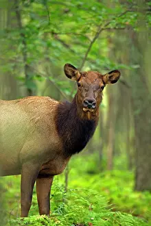 Wapitis: North American Elk / Wapiti female during rutting season