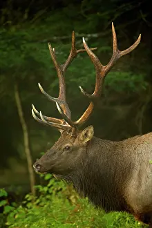 Wapitis: North American Elk / Wapiti male during rutting season