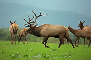Wapitis: North American Elk / Wapiti during rutting season