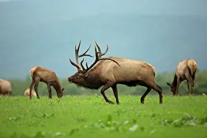 Wapitis: North American Elk / Wapiti during rutting season