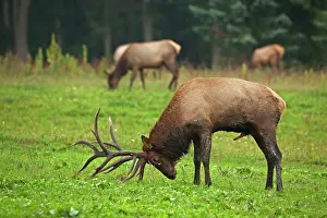 Wapitis: North American Elk / Wapiti during rutting season
