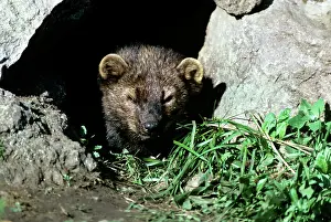 Fisher: North American FISHER