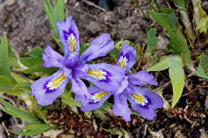 Irises: A north American Iris