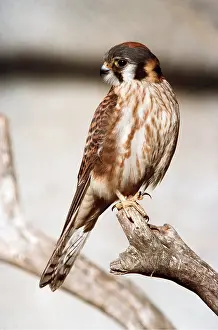 Kenneth Hoyle: NORTH AMERICAN KESTREL - perched on branch