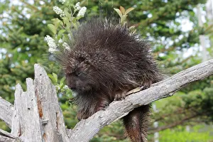 Porcupines: North American Porcupine