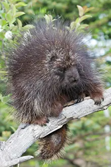 Porcupines: North American Porcupine