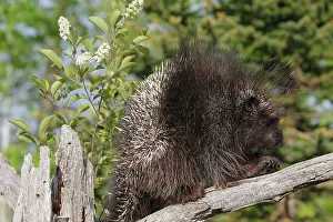 Porcupines: North American Porcupine