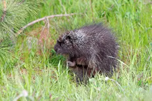 Porcupines: North American Porcupine