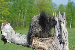 Porcupines: North American Porcupine