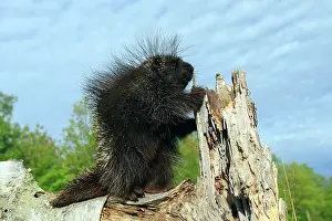 Porcupines: North American Porcupine