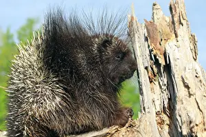 Porcupines: North American Porcupine