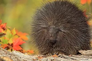 Dorsatum: North American Porcupine