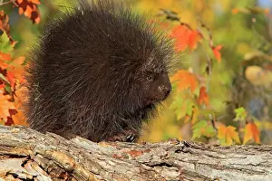 Dorsatum: North American Porcupine