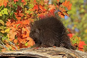 Dorsatum: North American Porcupine
