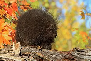 Dorsatum: North American Porcupine