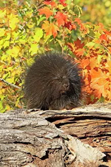 Dorsatum: North American Porcupine