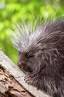 Uniteed: NORTH AMERICAN PORCUPINE