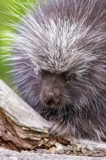 Uniteed: NORTH AMERICAN PORCUPINE