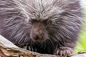 Uniteed: NORTH AMERICAN PORCUPINE