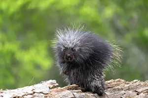 Uniteed: NORTH AMERICAN PORCUPINE